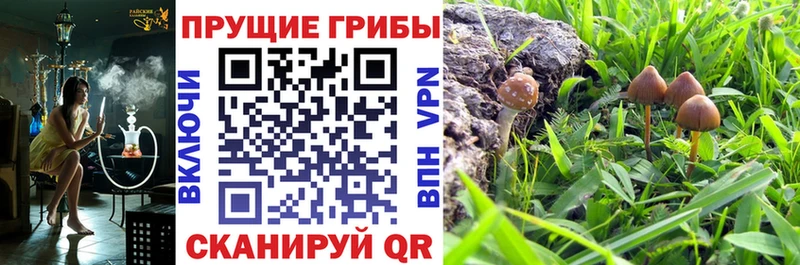 Псилоцибиновые грибы мицелий Большой Камень